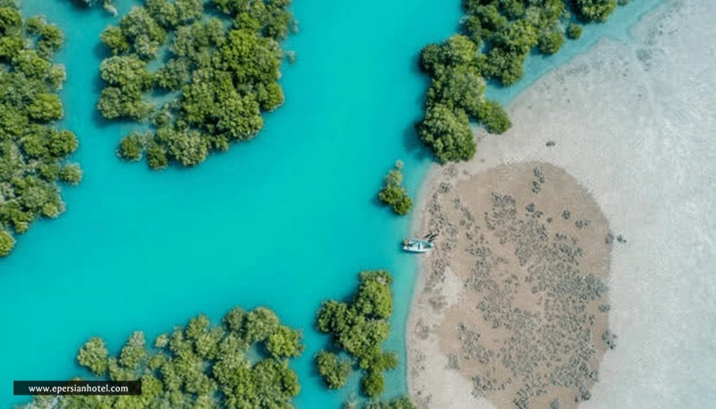 تصویر کلی جنگل حرا